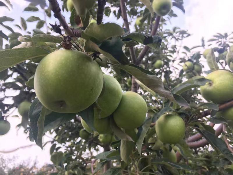 澳洲青苹果苗嫁接黑苹果树苗烟富苹果树南方北方种植当年结果