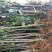 正宗奶油白苹果品种纯正现挖现发南北方均可种植
