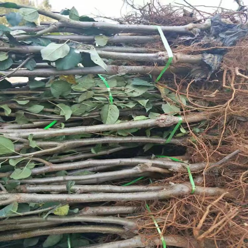 正宗奶油白苹果品种纯正现挖现发南北方均可种植