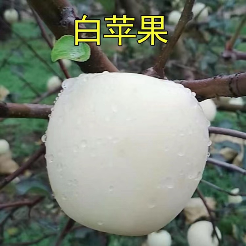 正宗奶油白苹果品种纯正现挖现发南北方均可种植