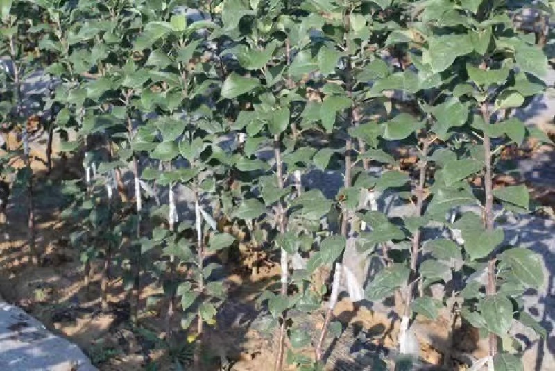 正宗奶油白苹果品种纯正现挖现发南北方均可种植