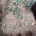 正宗奶油白苹果品种纯正现挖现发南北方均可种植