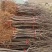 正宗奶油白苹果品种纯正现挖现发南北方均可种植