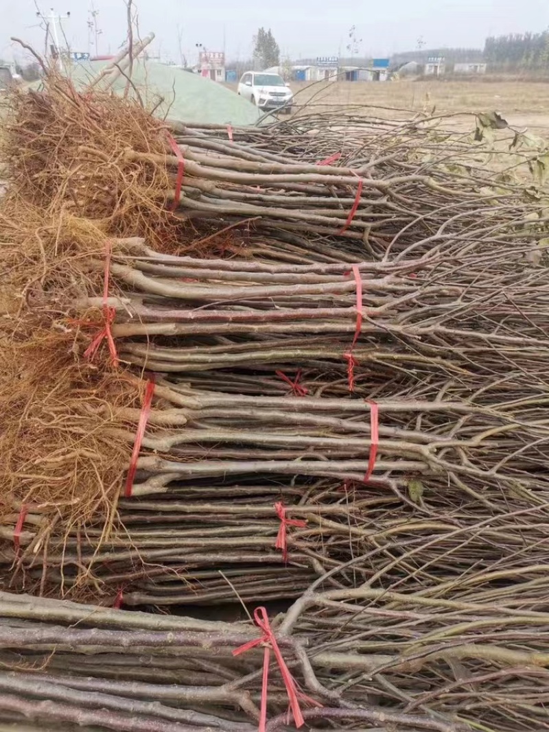正宗奶油白苹果品种纯正现挖现发南北方均可种植