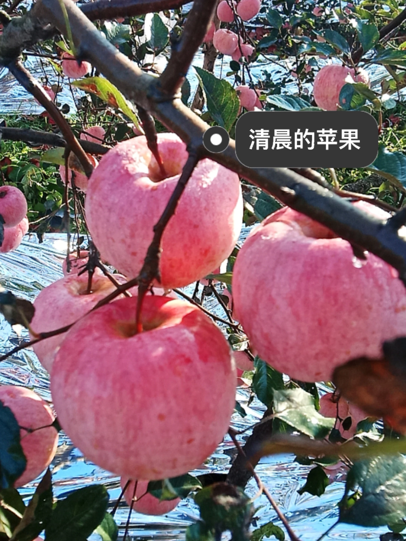 红富士苹果苗烟富一号三号五号十号苹果苗众成苹果