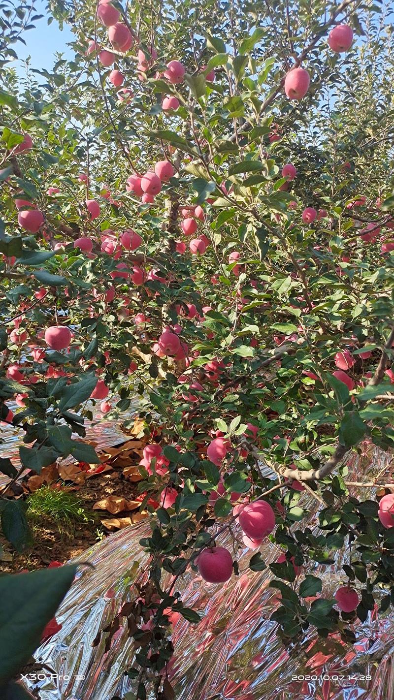 红富士苹果苗烟富一号三号五号十号苹果苗众成苹果
