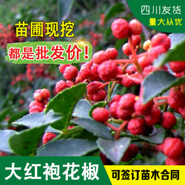 四川大红袍花椒树苗红花椒树苗红花椒树红色花椒苗汉