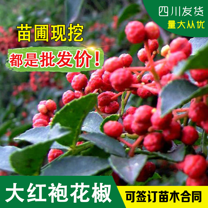 四川大红袍花椒树苗红花椒树苗红花椒树红色花椒苗汉