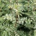 四川大红袍花椒树苗红花椒树苗红花椒树红色花椒苗汉