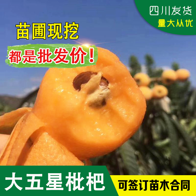 枇杷树苗大五星枇杷树苗大五星枇杷嫁接苗枇杷杯苗良种枇杷苗