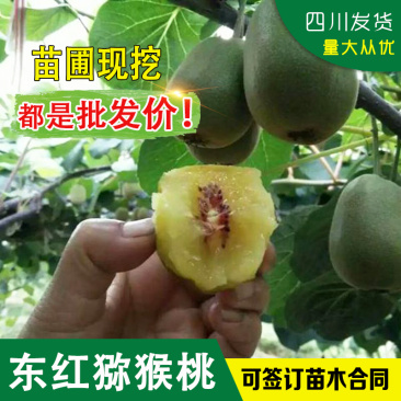 红心猕猴桃树苗东红猕猴桃苗红心猕猴桃嫁接苗子东红猕猴桃嫁