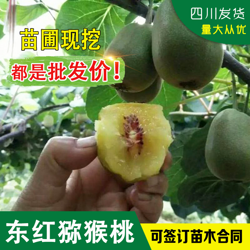 红心猕猴桃树苗东红猕猴桃苗红心猕猴桃嫁接苗子东红猕猴桃嫁