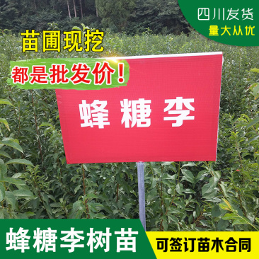 贵州蜂糖李子苗冰糖李树苗嫁接李子树苗南方空心李脱骨李脆李