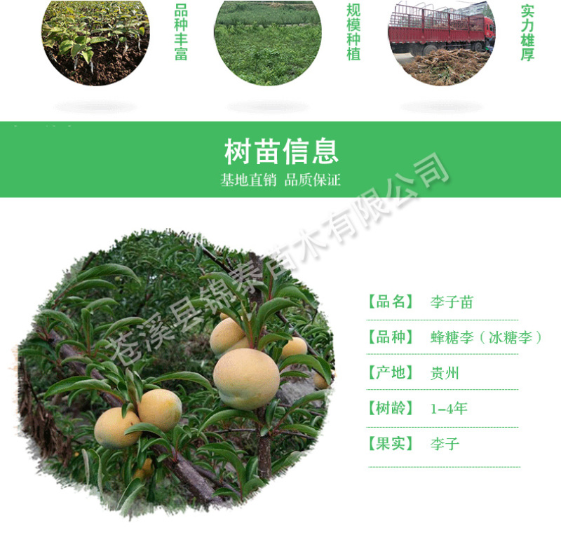 贵州蜂糖李子苗冰糖李树苗嫁接李子树苗南方空心李脱骨李脆李