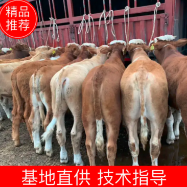 西门塔尔牛犊骨架大涨势快，公母都有提供技术诚信经营