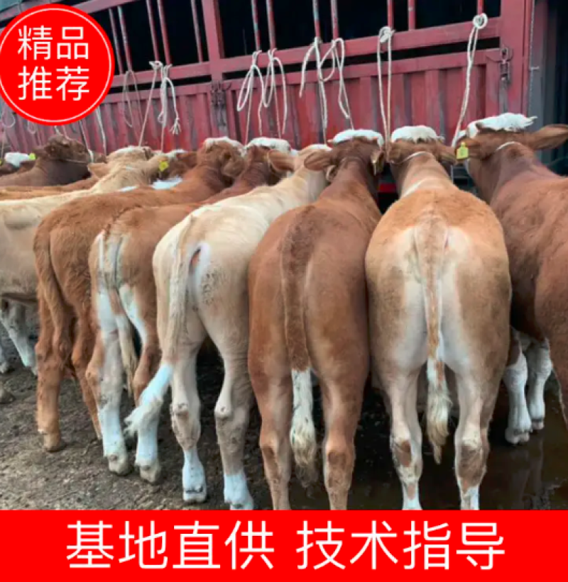 西门塔尔牛犊骨架大涨势快，公母都有提供技术诚信经营