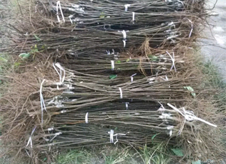 秋月梨果园正在使用滴灌系统施加膨果专用肥 秋月梨果园施肥操作现场图