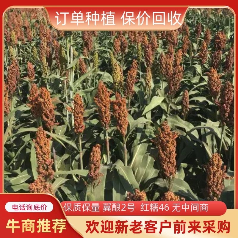精品高梁冀酿2号红糯46，订单种植，保价回收产品欢迎咨询