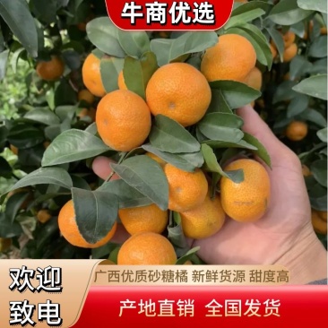 广西来宾象州无籽沙糖桔上市了，品质好，皮薄，甜度够，