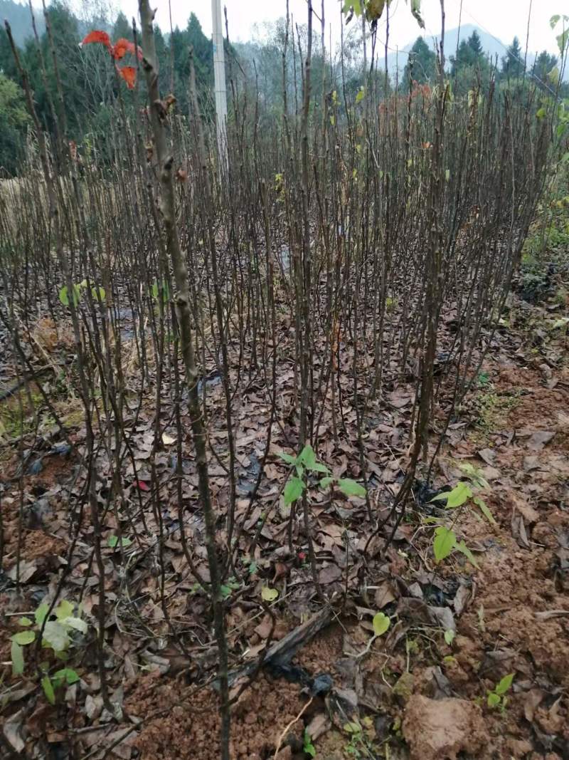 优选翠冠，黄金梨，圆黄，秋月等品种纯正，现挖现发
