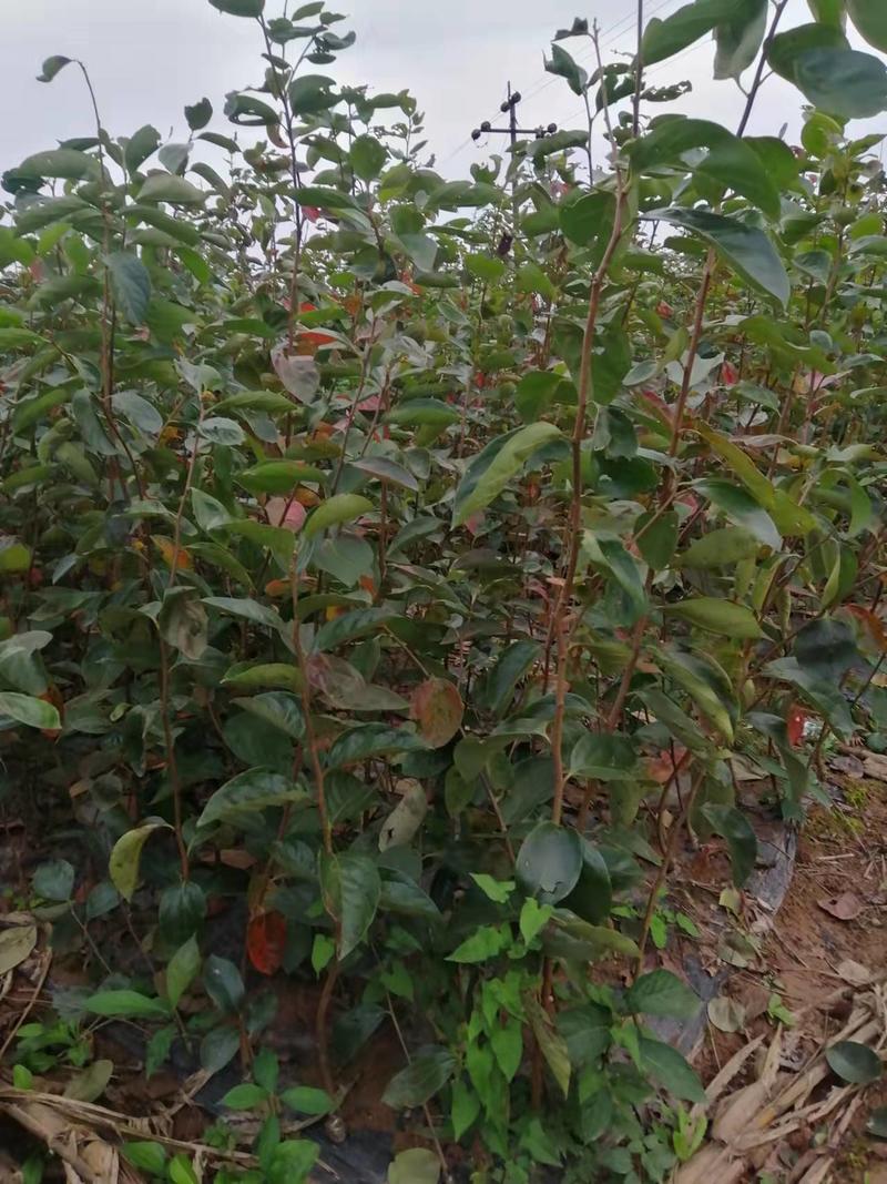 杮子苗甜柿子树苗适合南北方种植，自家种植，包存活率