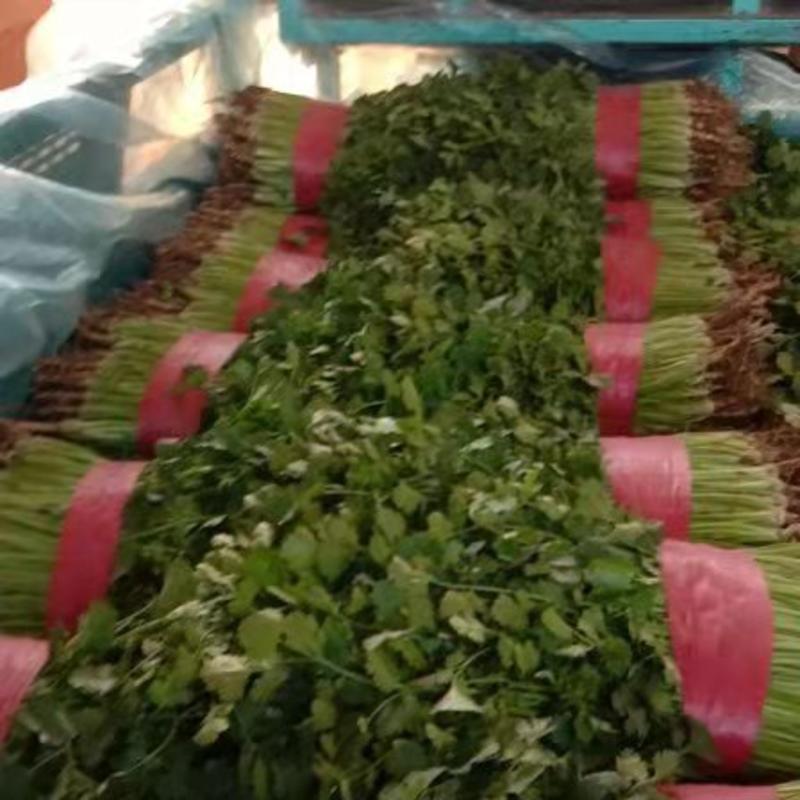 山东莘县小叶香菜大量上市，产地直供全国发货量大优惠质量有保障