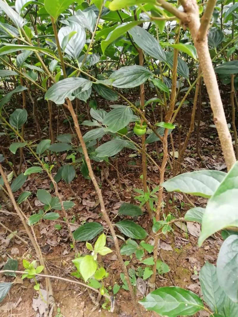 杮子苗甜柿子树苗适合南北方种植，基地直发