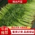 芹菜，基地直供，价格美丽，货源稳定，保质保量发货