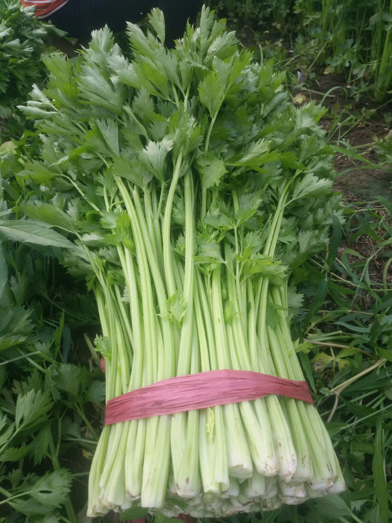 芹菜，基地直供，价格美丽，货源稳定，保质保量发货