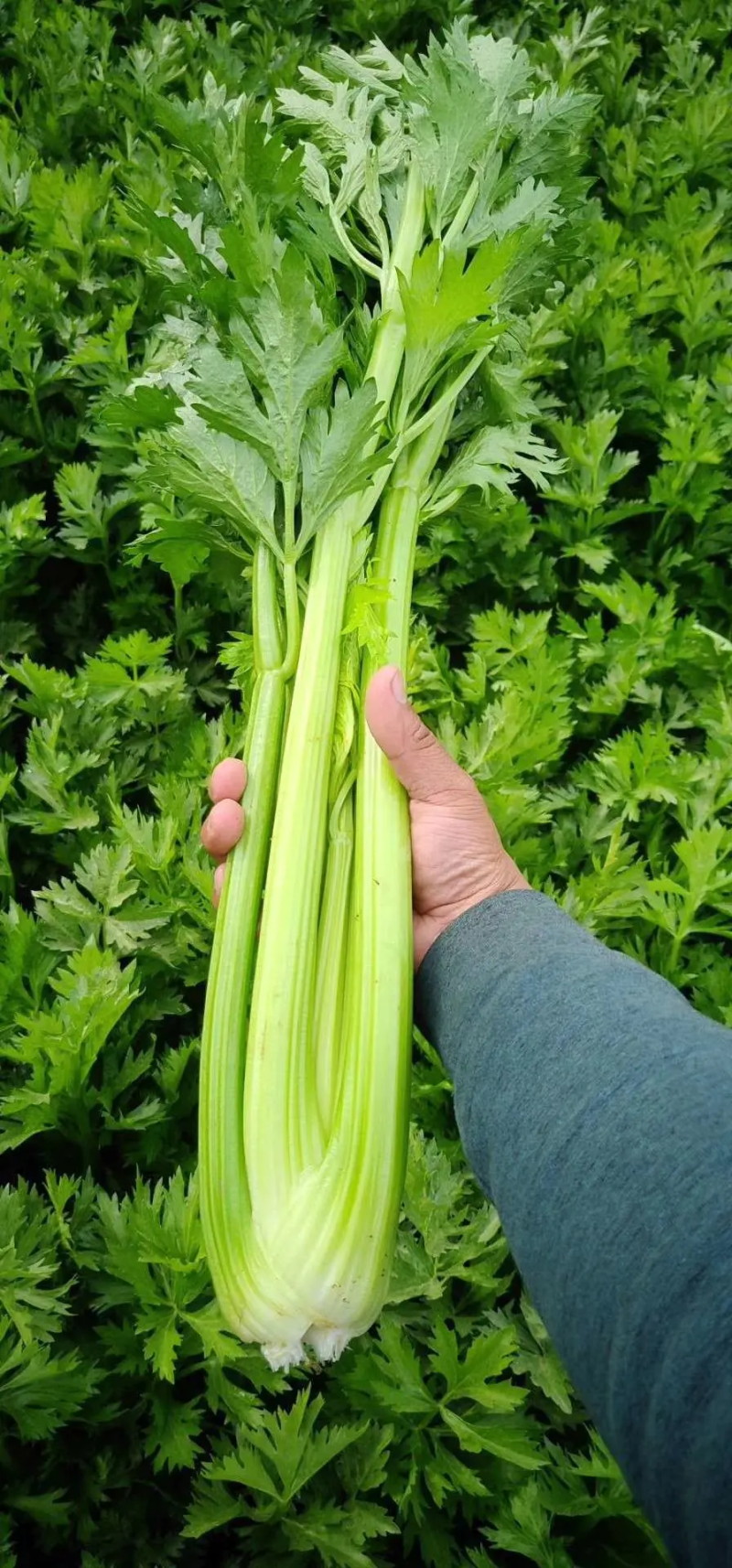 芹菜，基地直供，价格美丽，货源稳定，保质保量发货