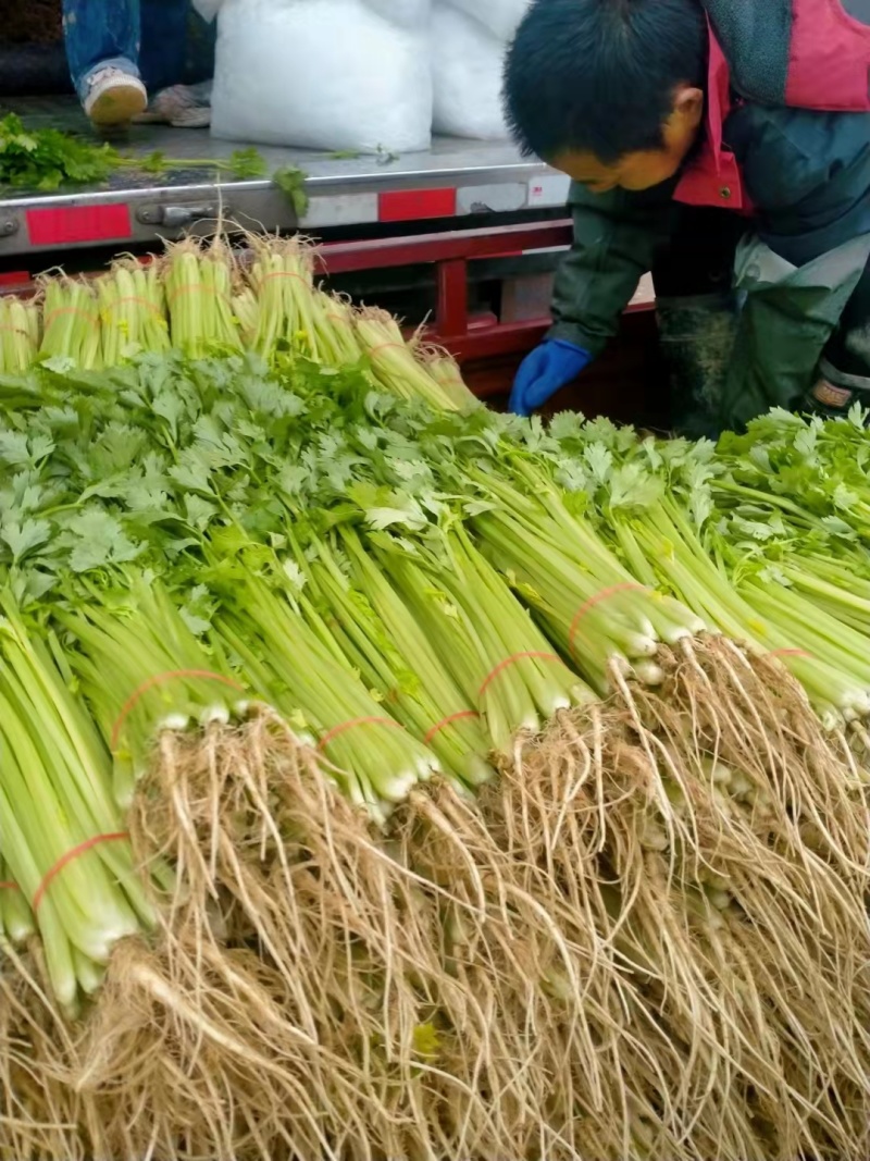 芹菜，基地直供，价格美丽，货源稳定，保质保量发货