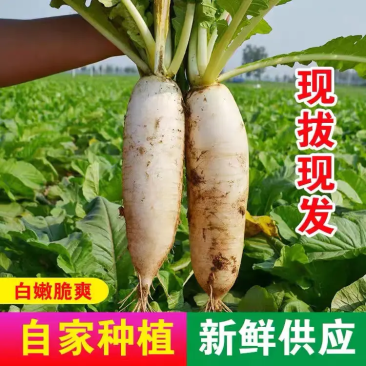 白萝卜，绿白分明，质量优，价格低。可视频看货
