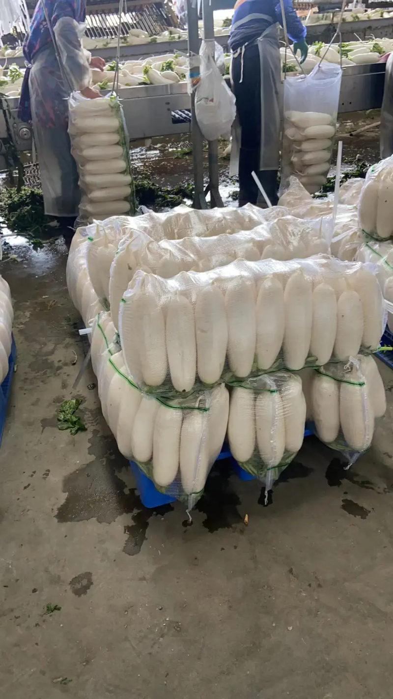 白萝卜，绿白分明，质量优，价格低。可视频看货