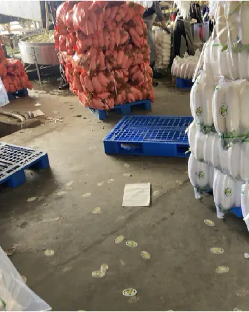 白萝卜，绿白分明，质量优，价格低。可视频看货