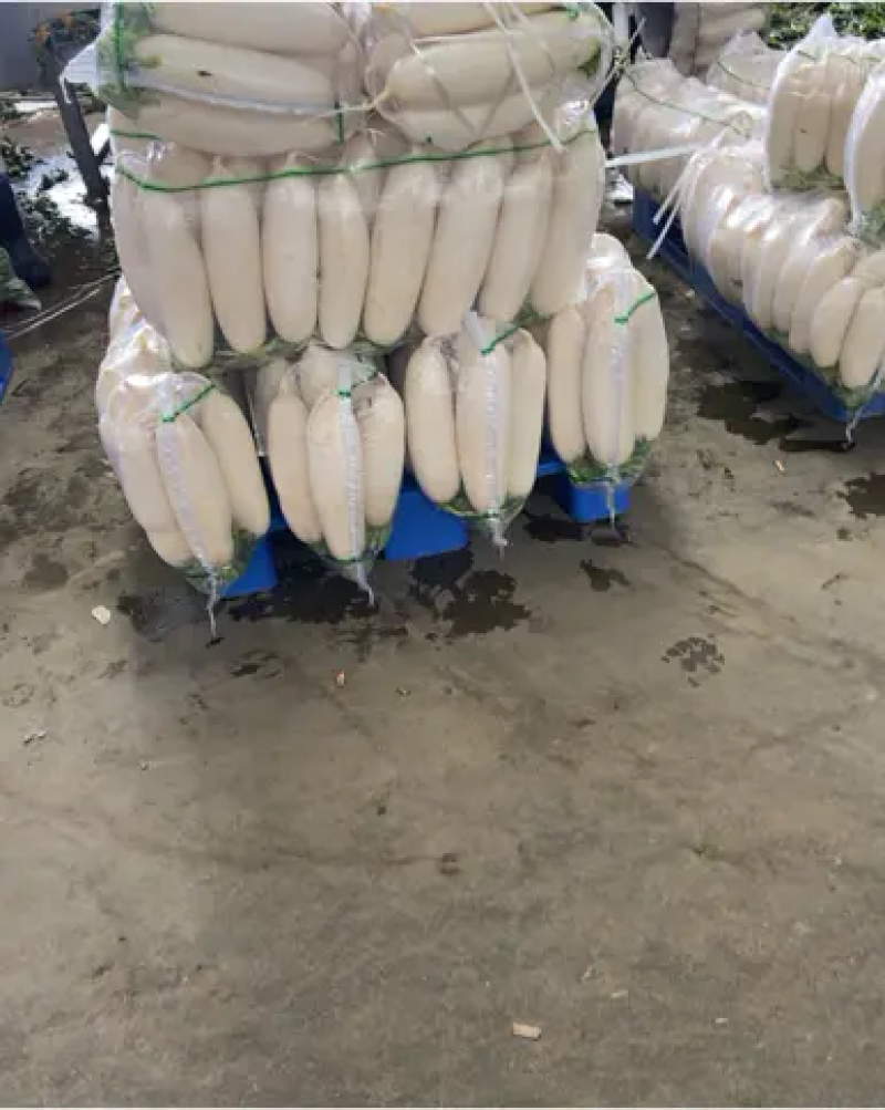 白萝卜，绿白分明，质量优，价格低。可视频看货