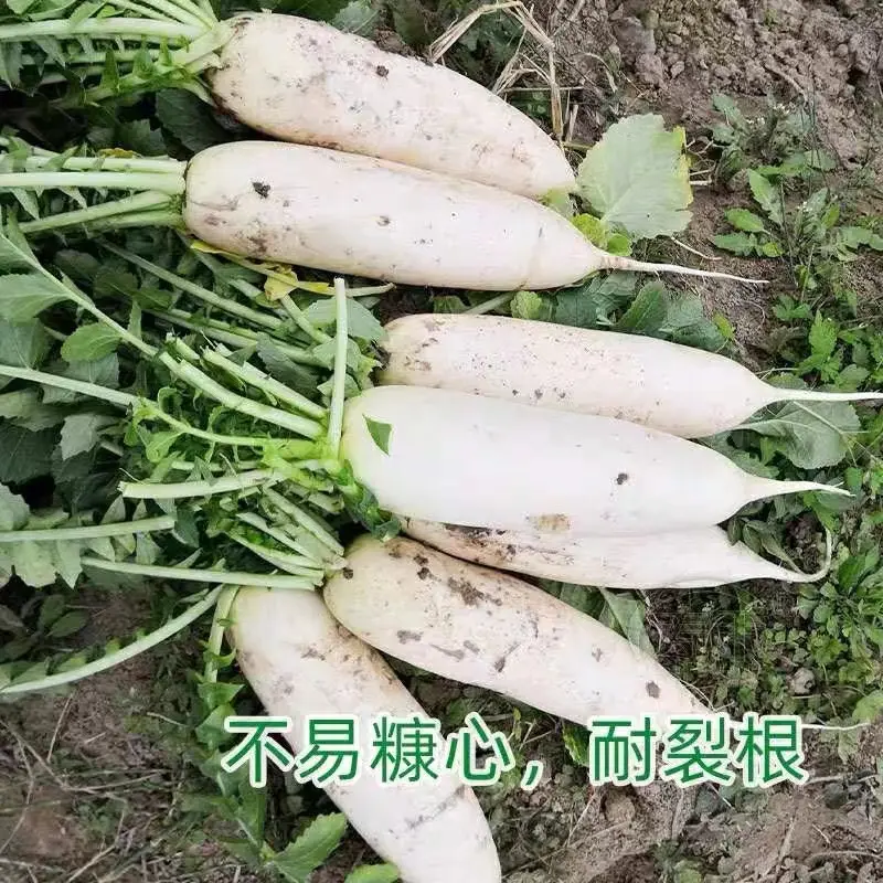 白萝卜，绿白分明，质量优，价格低。可视频看货