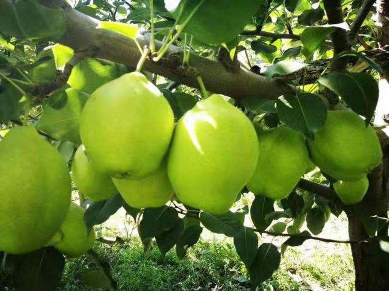 早酥梨产自百年老梨树，产地直销，供应各大超市，批发商