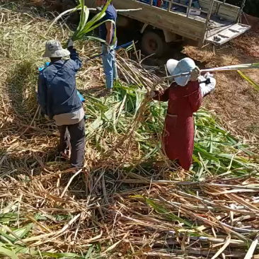 小型柴油机甘蔗剥叶机小型甘蔗脱叶机剥叶打尖一次性完成