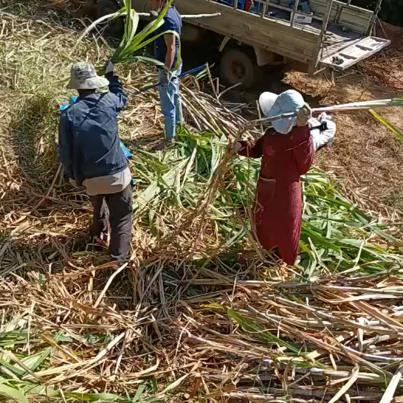 小型柴油机甘蔗剥叶机小型甘蔗脱叶机剥叶打尖一次性完成