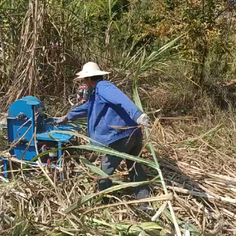 小型柴油机甘蔗剥叶机小型甘蔗脱叶机剥叶打尖一次性完成