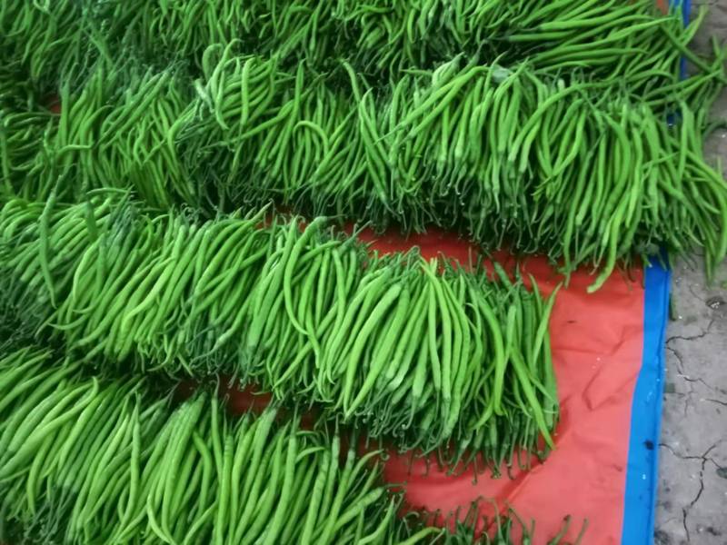 山东潍坊鲜辣椒线椒；基地直供品质优良！发车快！