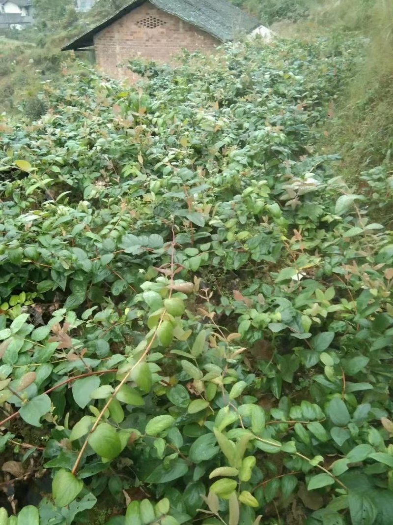 金银花苗盆栽地栽南北方均可种植现挖现发品种纯正