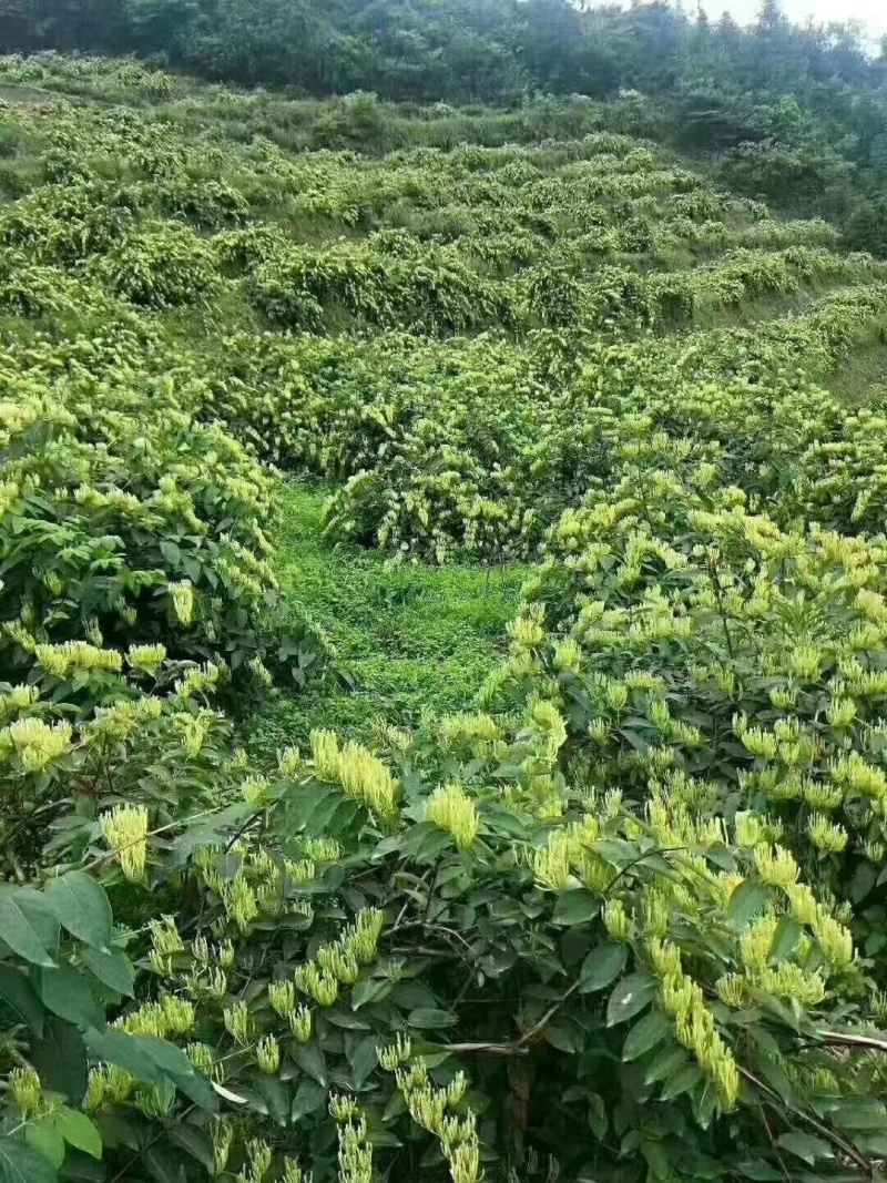 金银花苗盆栽地栽南北方均可种植现挖现发品种纯正