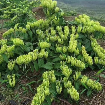 金银花苗盆栽地栽南北方均可种植现挖现发品种纯正