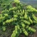 金银花苗盆栽地栽南北方均可种植现挖现发品种纯正