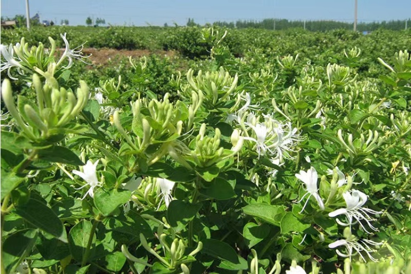 金银花苗盆栽地栽南北方均可种植现挖现发品种纯正