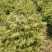 金银花苗盆栽地栽南北方均可种植现挖现发品种纯正