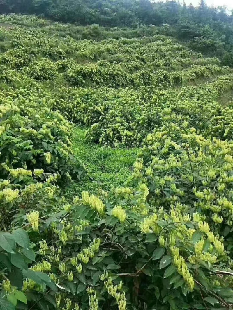 四季金银花苗盆栽地栽南北方均可种植现挖现发基地销售