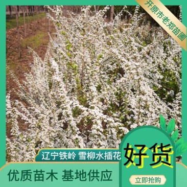 雪柳喷雪花珍珠绣线菊干枝花水培插花鲜切枝条产地批发