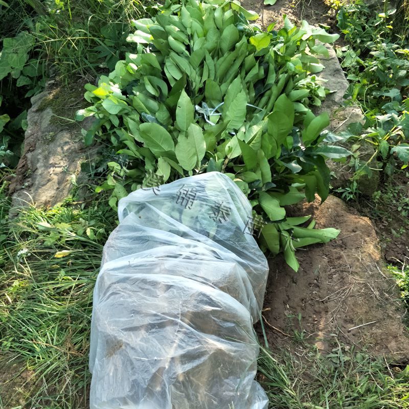 柚子苗琯溪蜜柚树苗白肉柚子苗白心晚熟蜜柚苗琯溪蜜柚嫁接苗